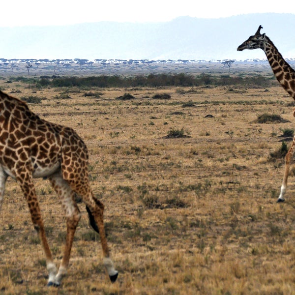 wildlife decline world wildlife fund report outside environment news