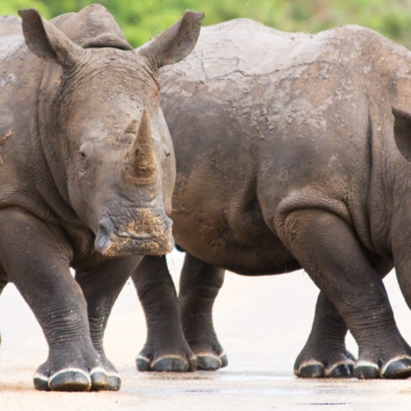 Kruger Kruger National Park South Africa game reserve rhino news from the field Outside Magazine outside online white rhino black rhino chinese traditional medicine cancer cure tranquilizer