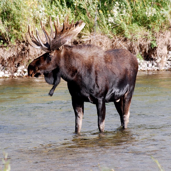 moose grand teton national park jackson hole wyoming camping wildlife