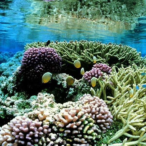 The Palmyra Atoll National Wildlife Refuge has been part of the Pacific Remote Islands Marine National Monument since 2009. https://www.flickr.com/photos/usfwshq/