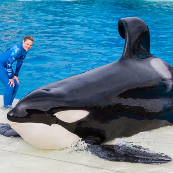 seaworld san diego killer whale orca osha blackfish