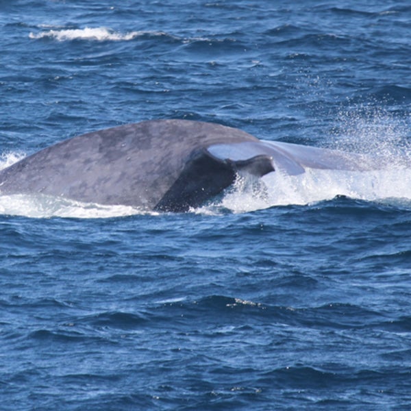 blue whales California Santa Barbara Channel