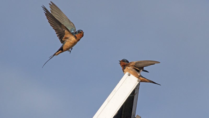 barn swallows solar panel ivanpah brightsource energy california mojave desert solar farm power tower streamers outside magazine outside online hannah weinberger news from the field