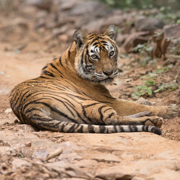 India Indian tiger endangered endangered tiger Chandrapur Maharashtra Sarjan Bhagat forest rangers habitat loss news from the field hannah weinberger outside outside magazine outside online man-eating tiger