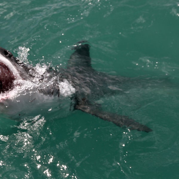 The U.S. has the most reported shark attacks with Florida accounting for a significant chunk of that number, though fewer of those attacks end in death than those in Australia.