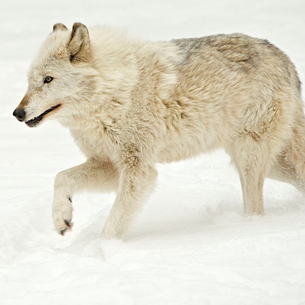 wolf hunt wisconsin outside