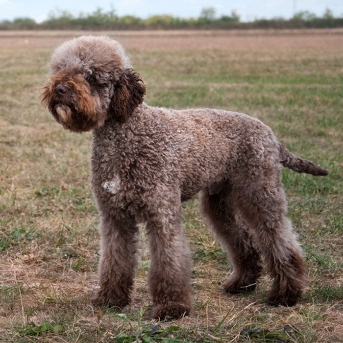 lagotto romagnolo rarest dogs