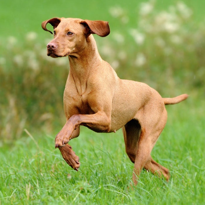 vizsla best running dogs