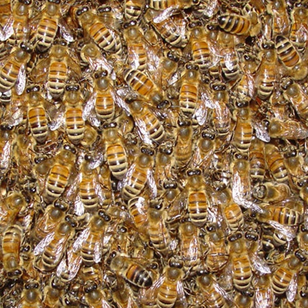 British thieves made off with 60,000 bees last month.