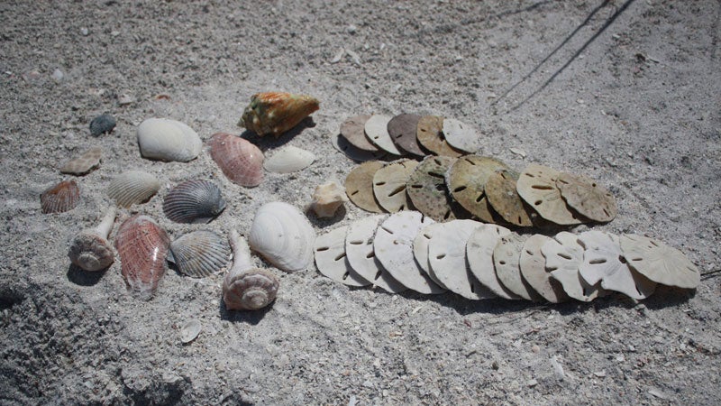 OutsideOnline Shell Key shells campsites southeast