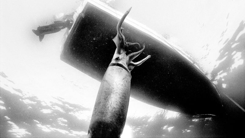 Outside July 2006 20 mph approach approaches boat squid Humboldt human flesh hard out here shrimp ocean sea eery beast below underwater