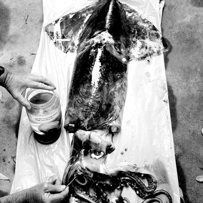 Outside July 2006 Humboldt sea shrimp squid ocean eery beast 20 mph human flesh examined expert William Gilly scientist examines creature underwater
