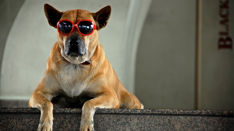 red sunglasses skytrain thailand doggie goggles doggles dog sunglasses dog sun protection sun protection outside outside online outside magazine wild file adventure the current
