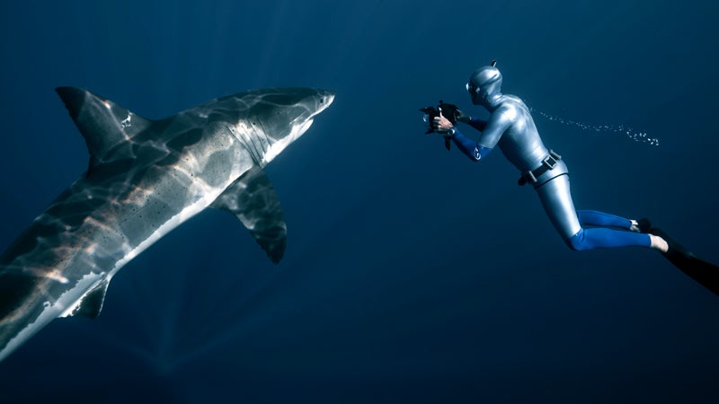 carcharodon carcharias freediver freediving freediving with great white sha great white shark guadalupe island william winram, deep, james nestor, sperm whales