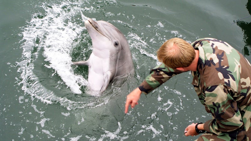 mammal lead shield III dolphin training Outside Online