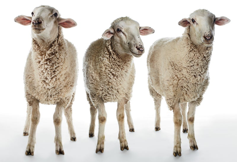 sheep