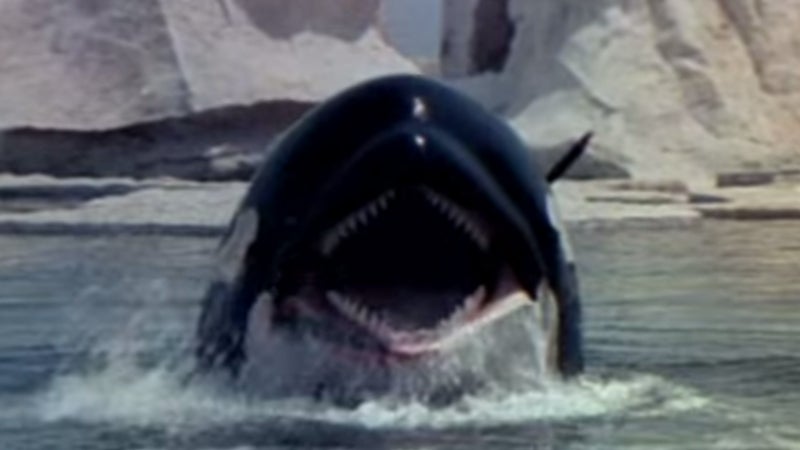 orca halloween movies