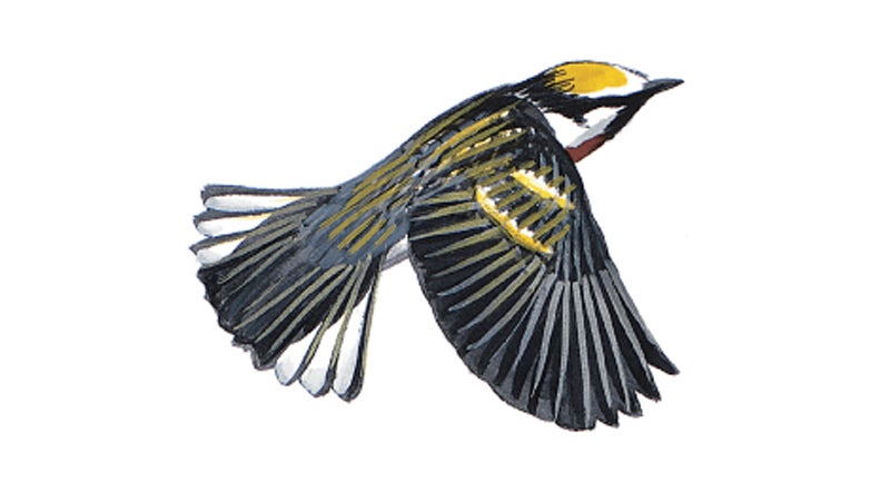 Chestnut-sided Warbler.