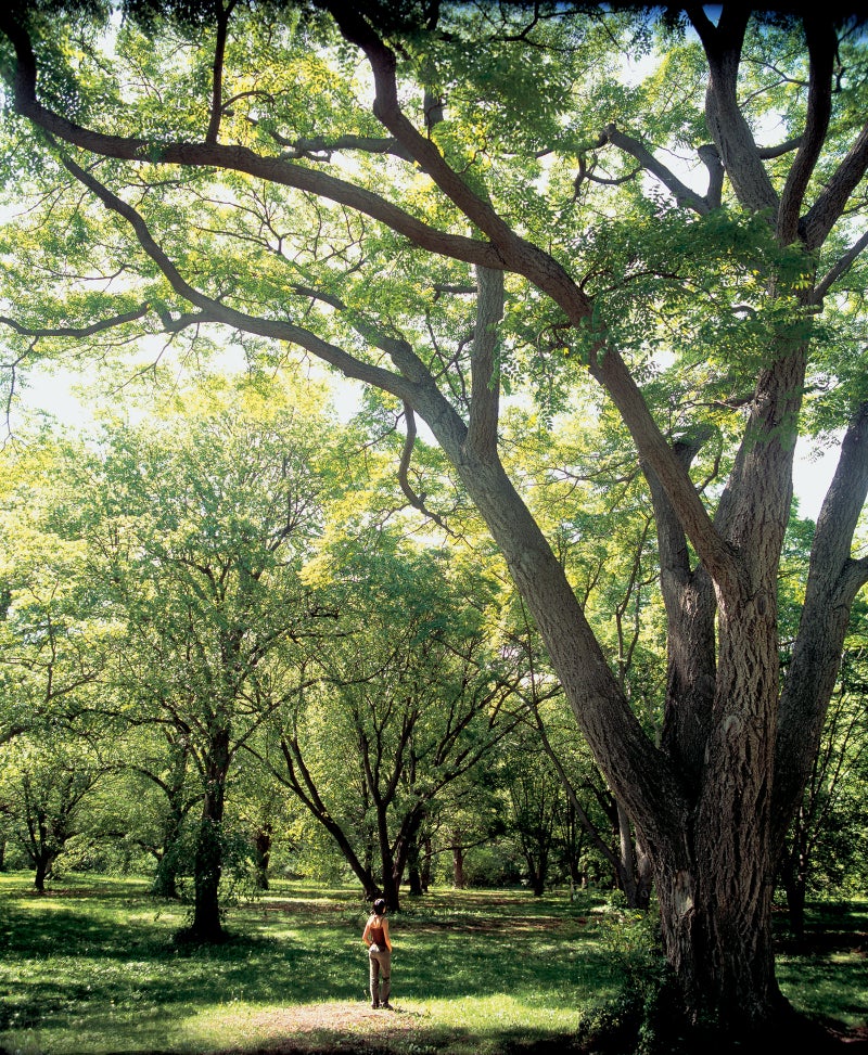 Basking in an Arnold Arboretum sunspot.