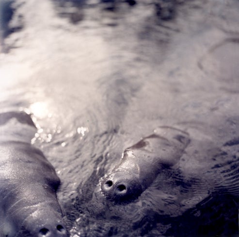 outside outside magazine outside online my son the manatee w hodding carter melbourne manatee marine mammals australia adopt a manatee