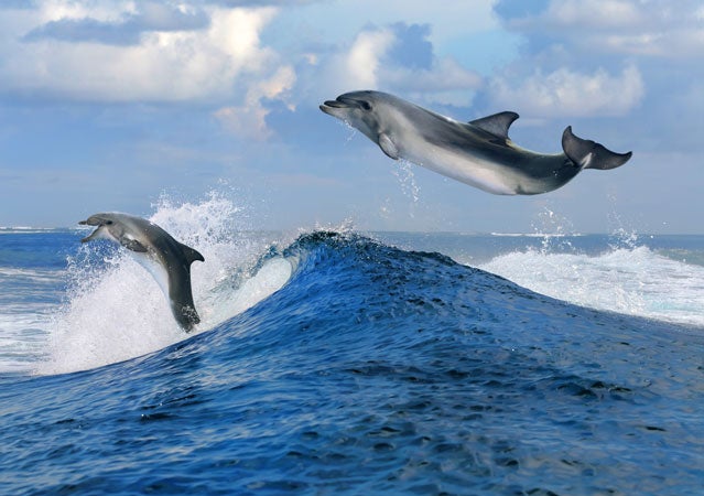 Dolphins