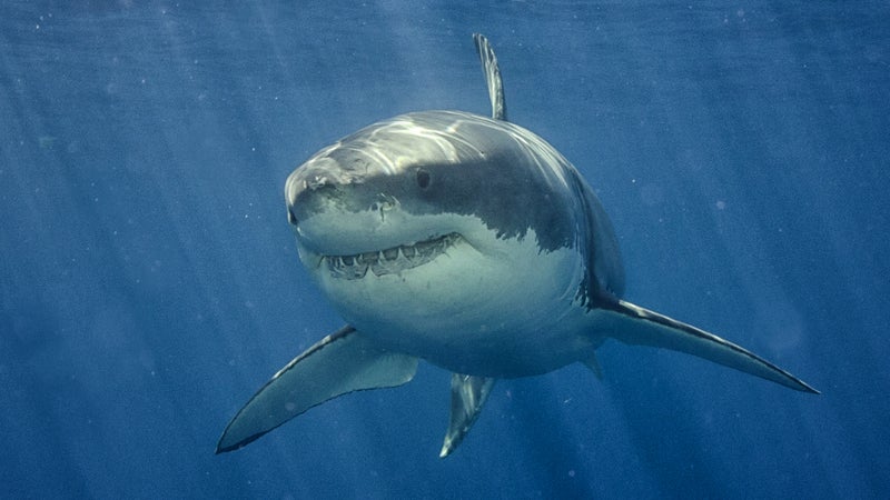 great white hope ocearch sharks