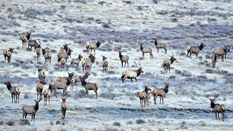 Caldera Elk