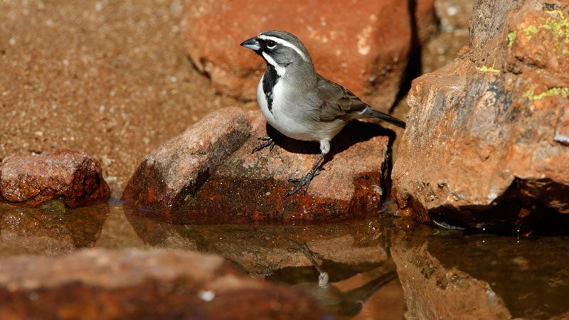 OutsideOnline endangered Southwest American hot climate change