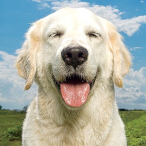 Animal Animal Themes Closeup Close-Up Clouds Color Color Image Colour Colour Image Day Dog Domestic Animals Exterior Front View Green Grass Happiness Landscape Minimal No People One Animal Outdoor Outdoors Outside Pampered Pets Pets Photography Sky