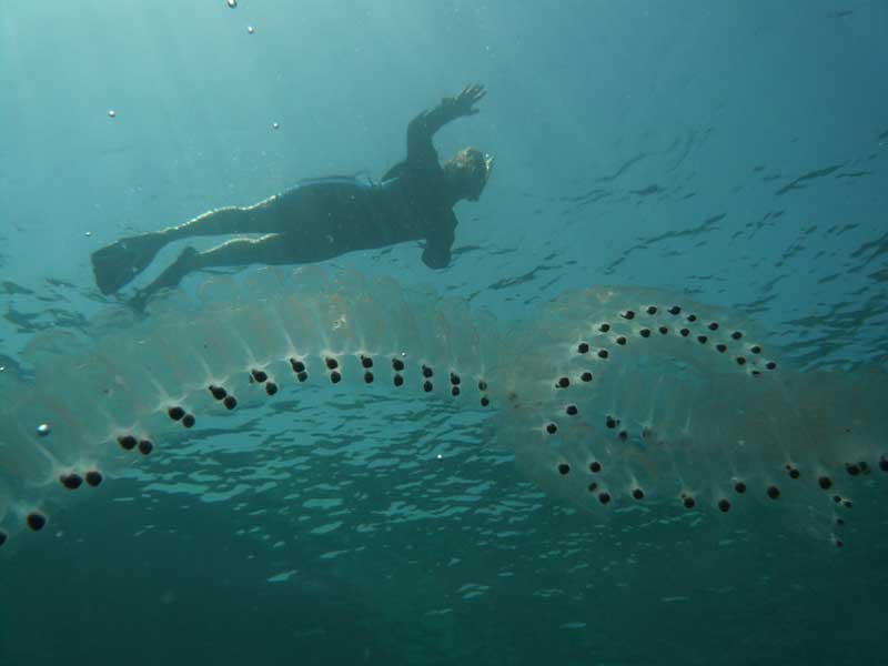 salps Salpa maggiore salp chain sea creatures weird bizarre reproduce