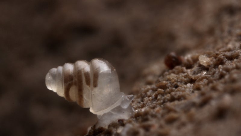 OutsideOnline ghost snail transparent no shell dark caves no eyes top 10 species discovered found past year 2014 SUNY scientists International Institute Species Exploration College of Environmental Scienc