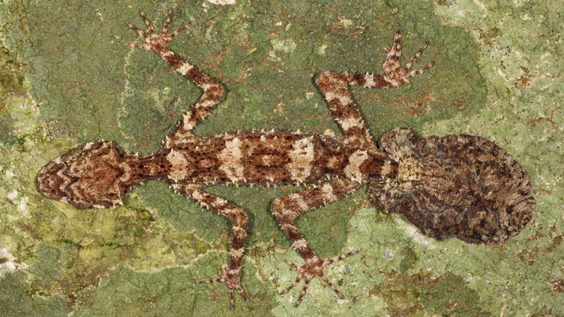 OutsideOnline gecko Mediterranean leafy leaf-tailed camouflage top 10 species discovered found past year 2014 SUNY scientists International Institute Species Exploration College of Environmental Scienc