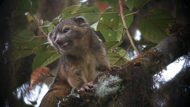 OutsideOnline olinguito tree-bound tree carnivore teddy bear Ecuador top 10 species discovered found past year 2014 SUNY scientists International Institute Species Exploration College of Environmental Scienc