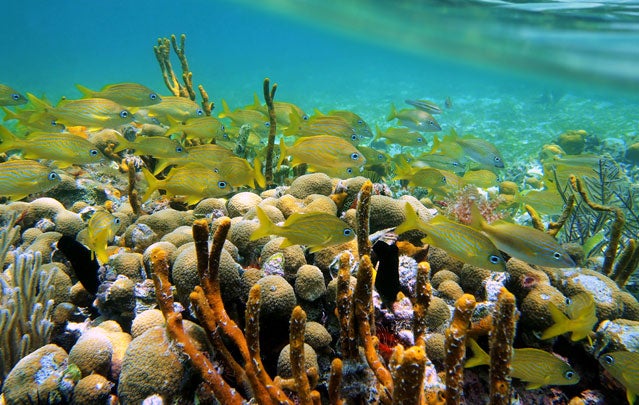 Bocas del Toro
