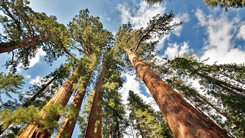 california mariposa grove yosemite family friendly hikes outside online travel agent yosemite national park giant sequoia