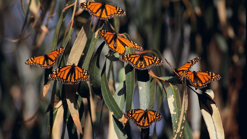 Monarch Butterflies OutsideOnline natural wonders warming global before gone climate change Texas Mexico extinct butterfly Monarch